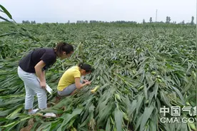 获嘉：大风致玉米倒伏 专家现场支招补救图片