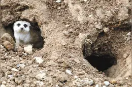 徐州动物园里的小家伙们享受如春“暖冬”图片