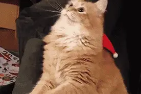 这里是喵片：为什么喵会发出咕咕咕的声音？图片