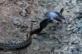 栖霞市民手机记录一米长蛇吃老鼠全过程图片