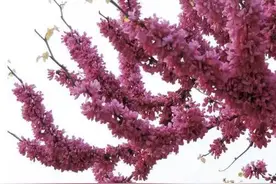 树的故事 | 紫荆（紫珠）图片