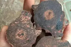 常常与沉香相媲美的 海南降真香究为何物图片