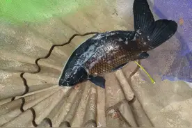 女朋友让我钓鱼和抽烟只能选其一，宝宝心里苦啊图片