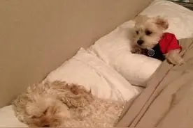 狗狗你要成为奥斯卡影帝还任重道远啊，表演太浮夸了！图片