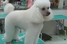 自己在家给狗狗剪毛，最大的问题就是。。。图片