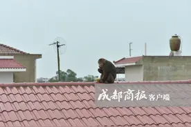 视频｜彭州“猴王”落草为寇 下山蹭吃蹭喝不走了图片