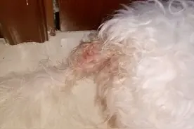 狗狗不准人抱，其他部位都可以碰，但是屁股不准人碰，会叫！图片