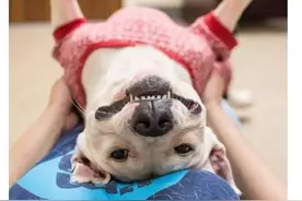 他们给狗狗穿上睡衣，只想它们被带走睡一晚图片