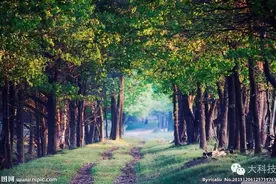 叶子的奇妙世界图片