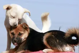 狗狗的那些好奇心图片