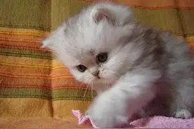 每日一段 | 说出来你可能不信，有些动物都是要成精的节奏啊！图片