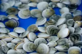 城里人爱吃的蛤蜊，在沿海只能称作“小海鲜”，最后2种最奇特图片