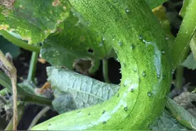 有没有点 “采菊东篱下 悠然见南山”滴赶脚哈图片