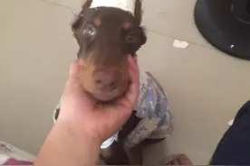 分享杜宾犬裁耳过程~图片