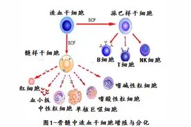 白血病及其预防图片