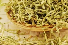 连翘金银花茶的泡法及功效图片