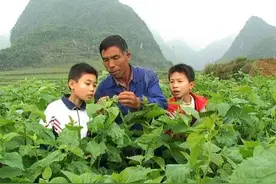 弄不懂哪些农药是禁止混用的，别怪药害找你哦图片