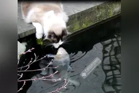 猫咪亲吻水中鱼三年 前世姻缘今生莫相忘每天分享甜蜜吻图片