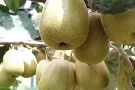 秋风送爽，冯梦龙村的猕猴桃君等你来撩！图片