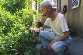 新鲜事！栀子花一年开两季图片
