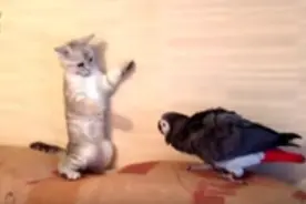 猫咪总是被鹦鹉欺负，每次都被吓翻，喵咪求主人分开图片