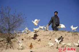 “人性化”杀鸡:先致昏再屠宰减其恐惧图片