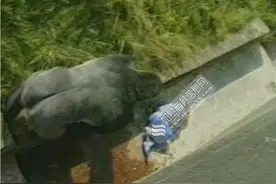 英国男孩失足掉猩猩窝 一只猩猩赶走围观者和自己保护男孩图片