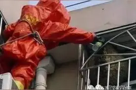 知识科普|胡蜂防治知识小科普图片