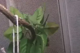 实拍变色龙吃蚕宝宝视频封面