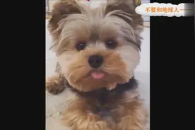 主人听不懂汪宝宝的话.视频封面