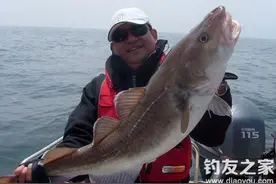 常用的海钓活鱼钓饵图片