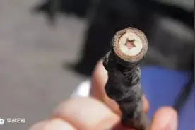 荐读｜一棵朱老总亲手种下的杨树，为何长出红五星？图片