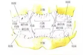 宠物知识别因为一颗牙齿而丢了性命！图片