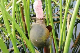 绿色生活丨“脑残”放生，后果很严重图片