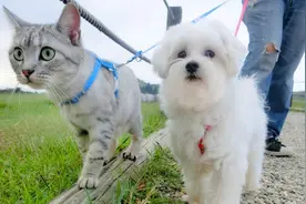 为什么公园里很多人遛狗，却没有遛猫的呢？看完恍然大悟