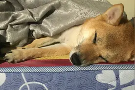 狗狗有保暖的皮毛，睡觉时需不需要盖被子呢？今天总算知道了