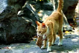 为什么母猫会叼着刚出生的小猫，往主人的怀里塞呢？到底怎么回事视频封面