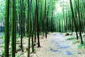 怎样才能不破坏环境，把竹子根清除掉呢？答案绝对想不到视频封面