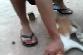 当吧老鼠绑上喵星人尾巴上会怎么样？视频封面