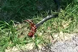 罕见！蜈蚣生吃眼镜蛇，现场一片残忍