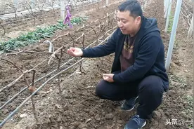 葡萄小苗当年管理，绑缚也有技巧… …视频封面