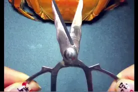 如何使用，蟹八件。更我关于蟹的问题关注我