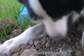 狗狗的鼻子为什么总是湿湿的，有个很暖心的传说讲述了原因视频封面