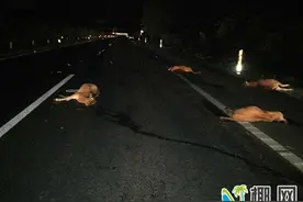 6头黄牛深夜G98高速公路被撞死 肇事司机逃逸图片