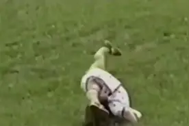 父母带刚学会走路的宝宝出去溜达，小家伙刚走两步就摔倒了，好逗视频封面