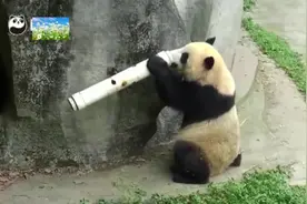 国家欠我一只熊猫！熊猫团子超萌搞笑瞬间视频封面