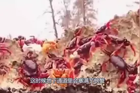 螃蟹遍地爬，吃货却只能望蟹兴叹，因为螃蟹有毒