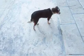 永久怀念——两条可爱的小狗图片