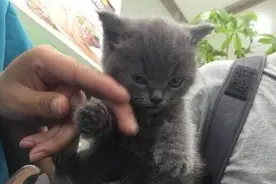 不爽剪指甲的怒颜猫，谁准许你剪我的指甲了！图片