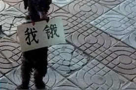 想要小泰迪学会作揖变得更加可爱，这些简单训练不可少图片